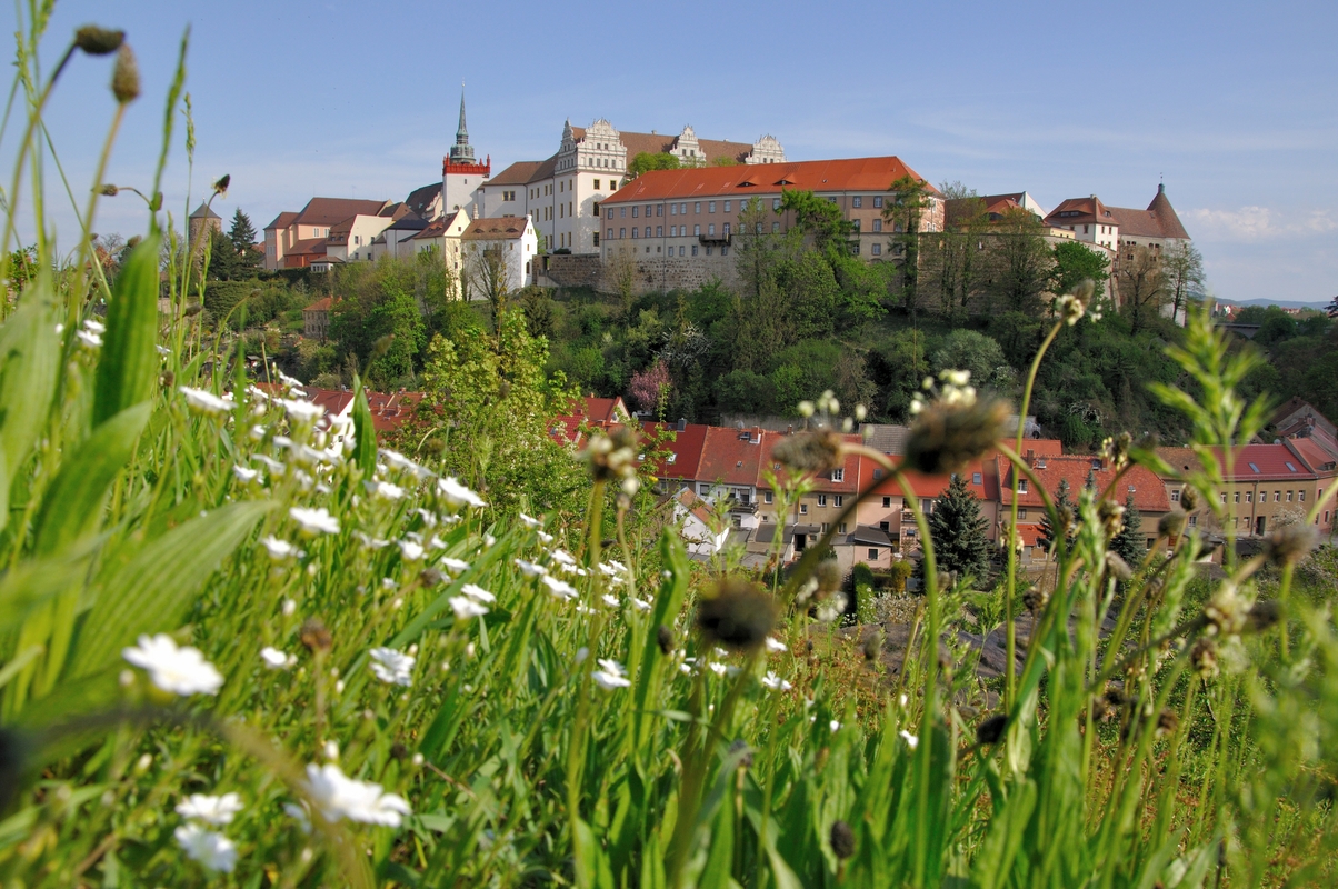 Blick vom Protschenberg auf die Altstadt: Im Vordergrund eine blühende Wiese, im Hintergrund das Ensemble der Ortenburg 