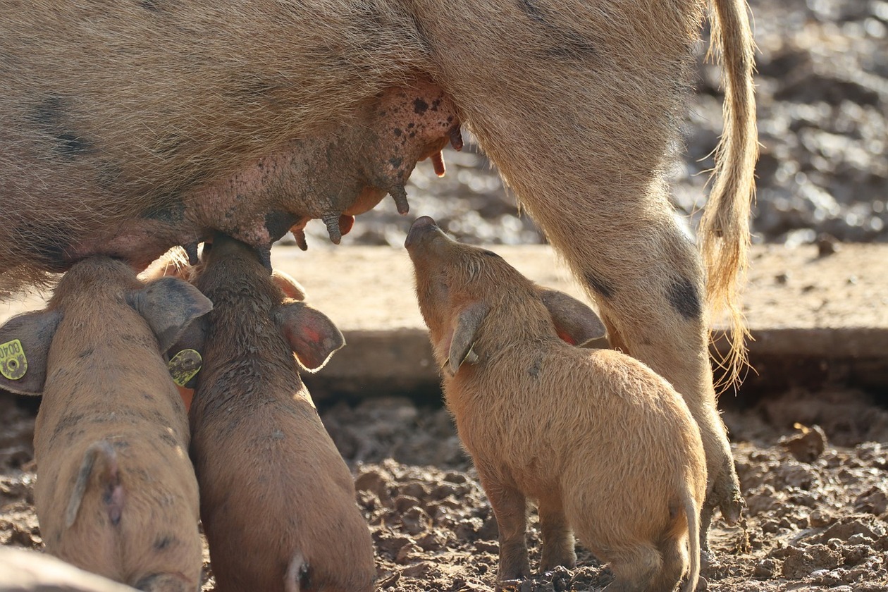 drei Ferkel am Gesäuge der Muttersau