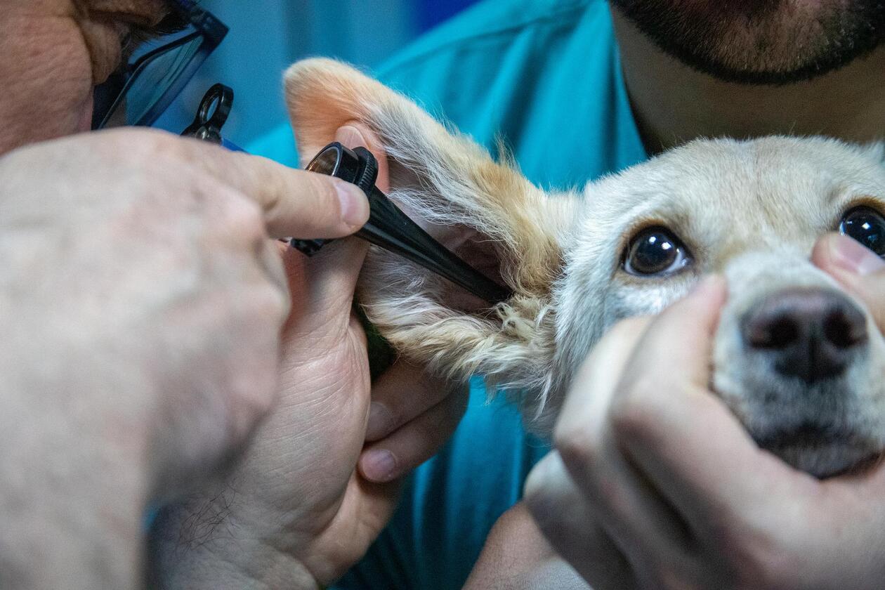 Das BIld zeigt einen Hund dem das Innenohr untersucht wird.