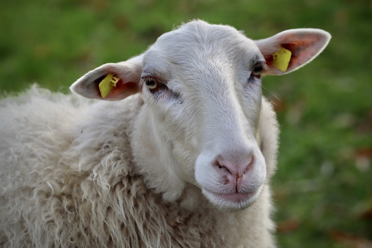 ein Schaf auf einer Weide